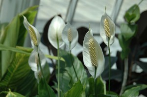 Spathiphyllum/Flickr/Eric in SF