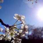 Die Heilkraft der Sonne: Vitamin-D als Lebenselixier